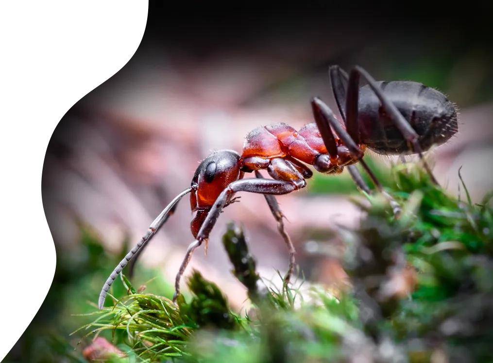 ant ban