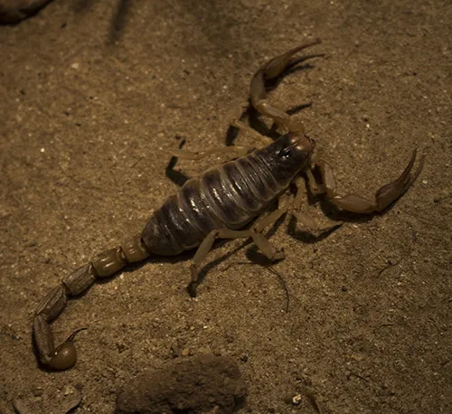 scorpion circle