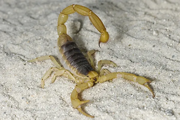 desert hairy scorpion