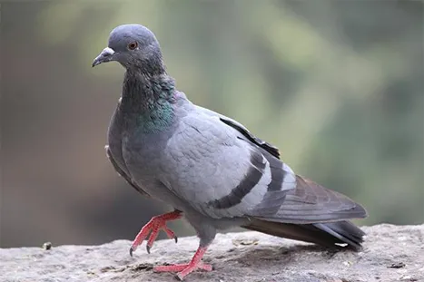 pigeon