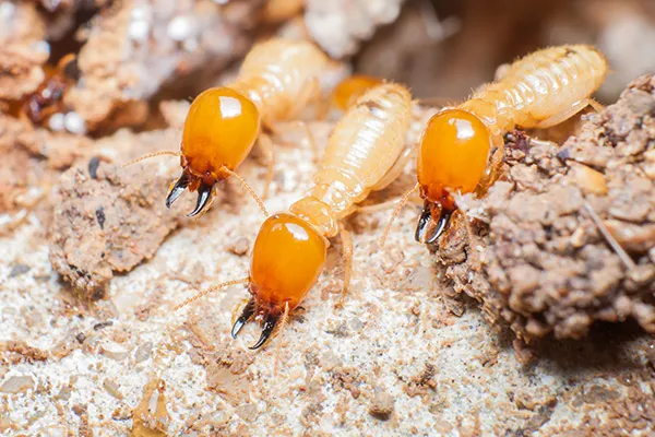 termite square