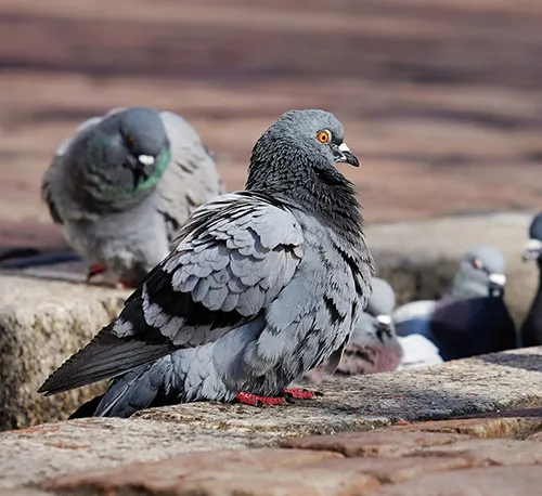 pigeon circle
