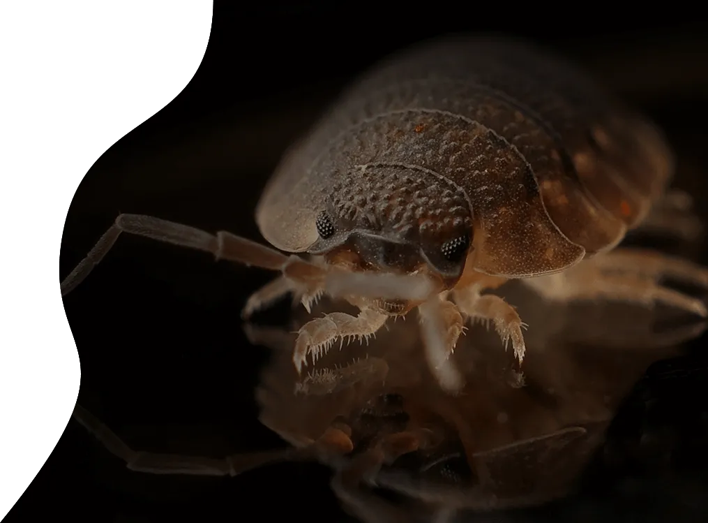 bedbug removal services