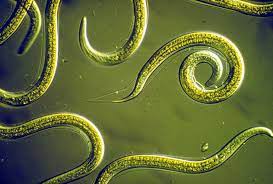 How to Get Rid of Termites Naturally