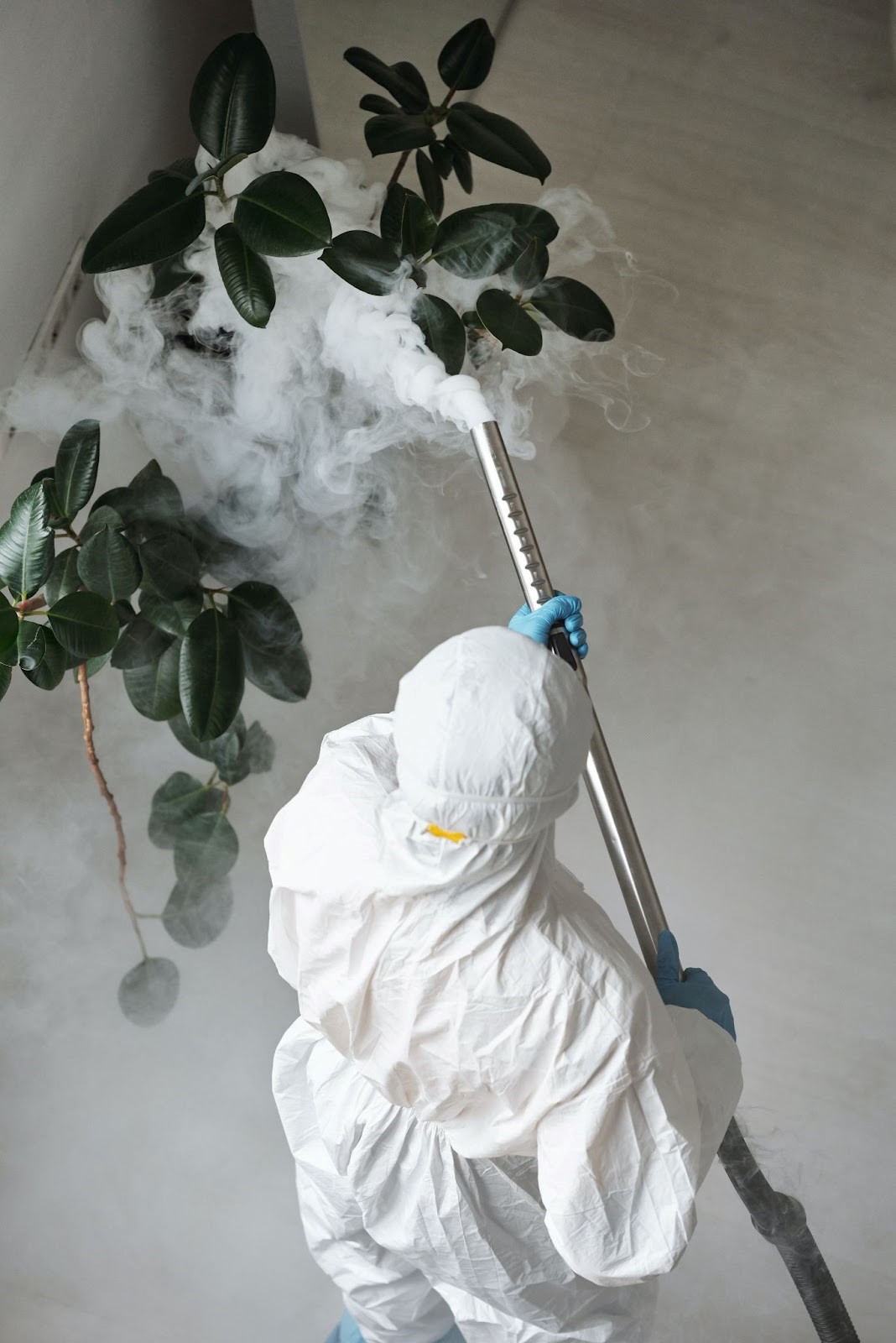 Reasons You Need Pest Control in Mesa