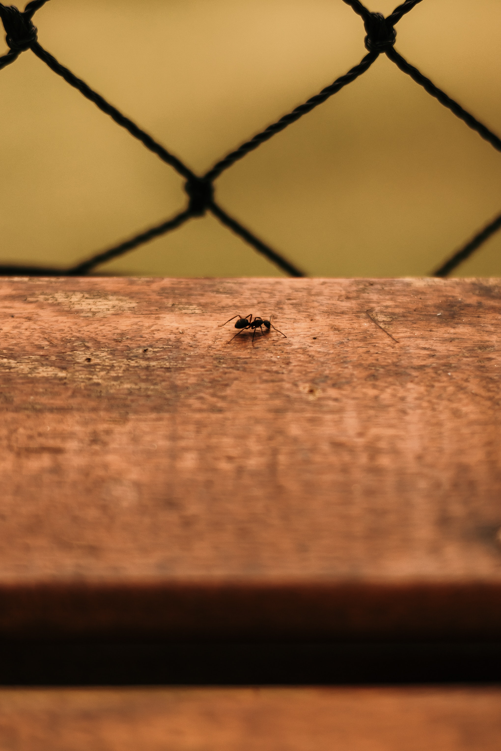 Get Rid of Ants Permanently in Arizona