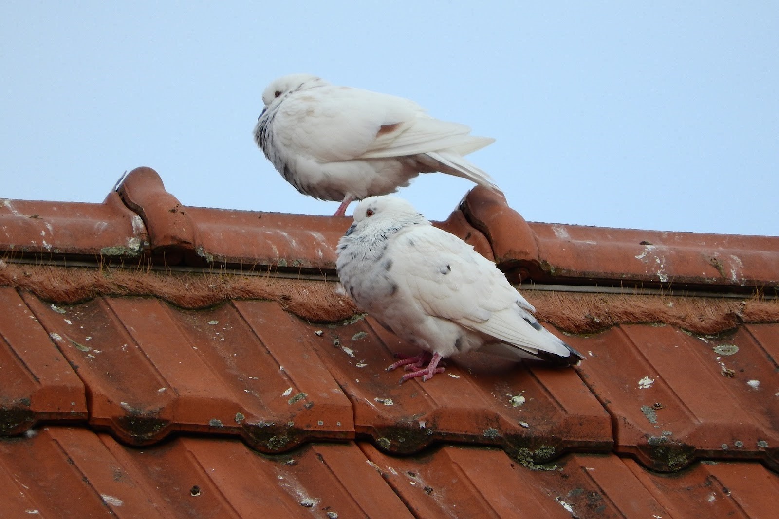 How to Get Rid of Pigeons