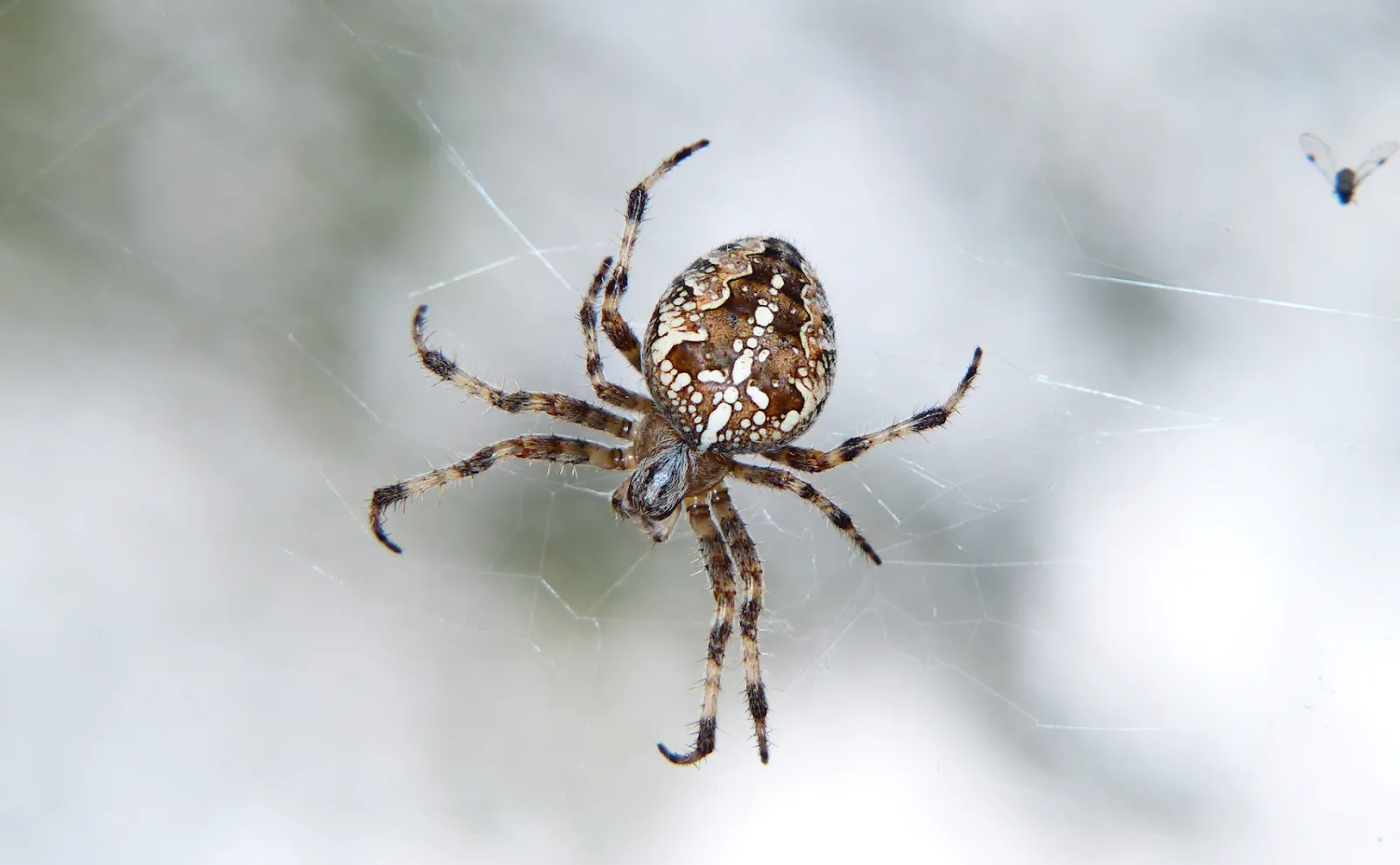 Spiders